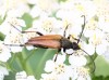 tesařík (Brouci), Pedostrangalia pubescens, Cerambycidae, Lepturini (Coleoptera)